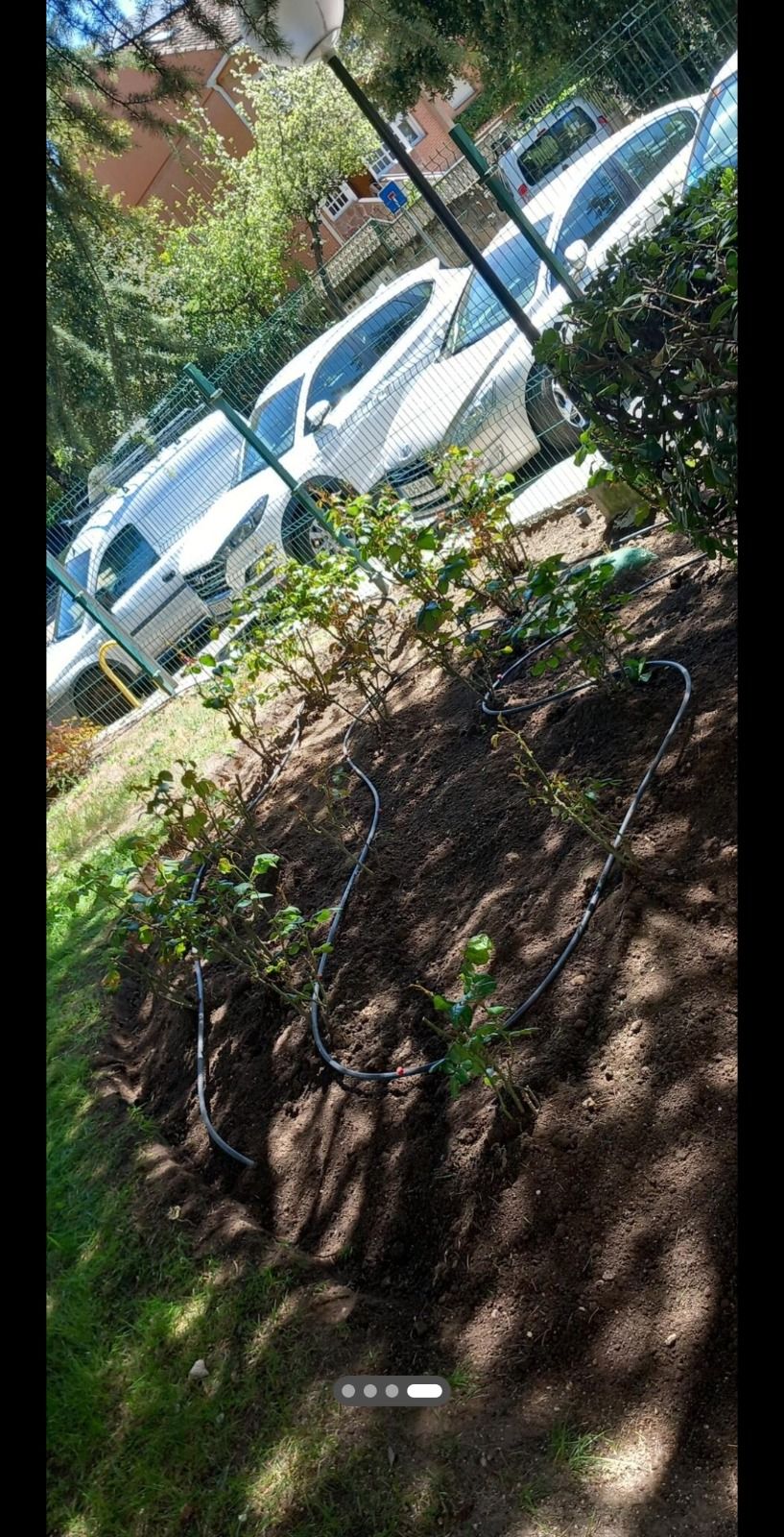 Un montón de coches están estacionados en un estacionamiento al lado de un árbol.