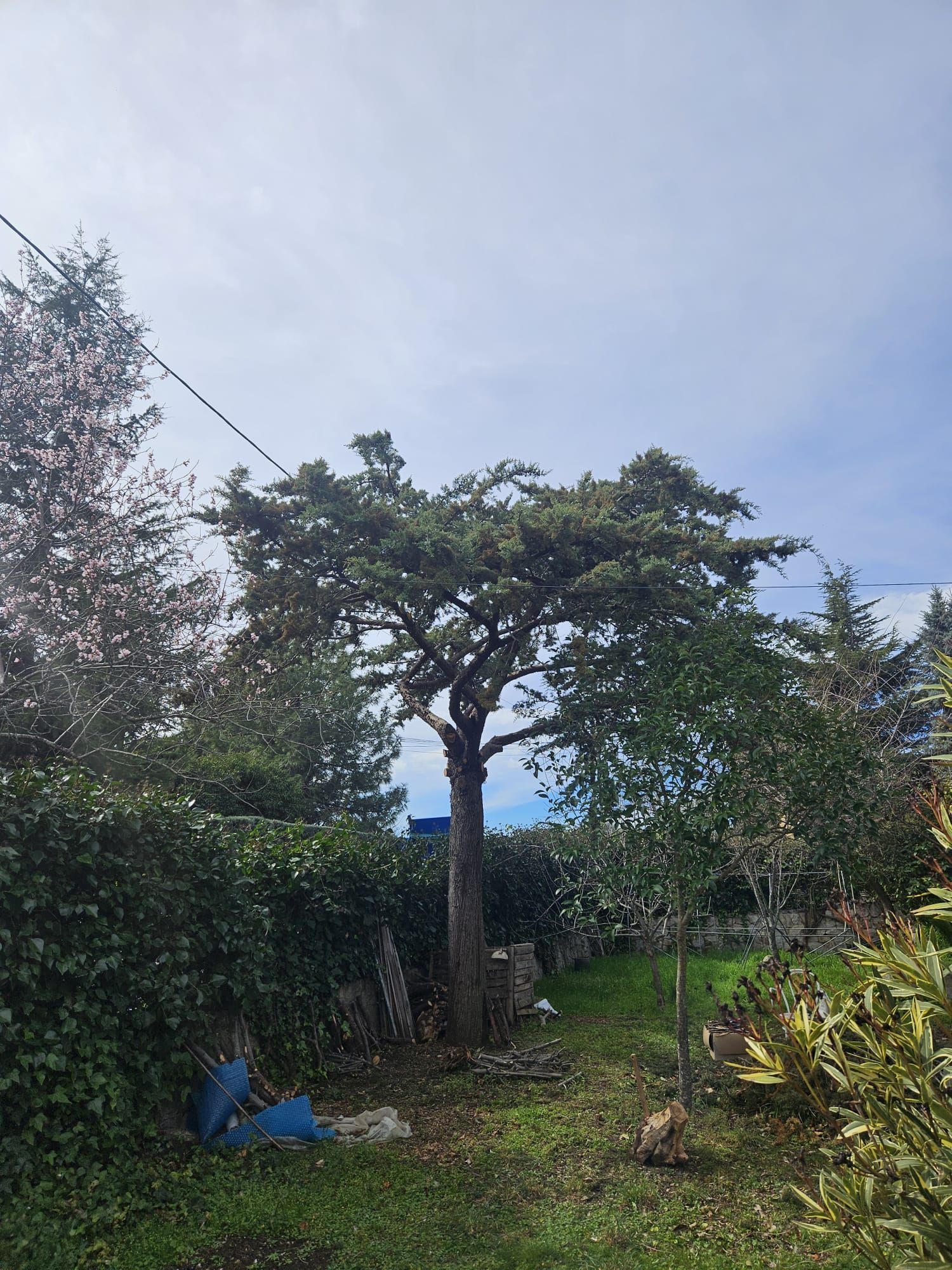 Hay un árbol grande en el medio del patio.