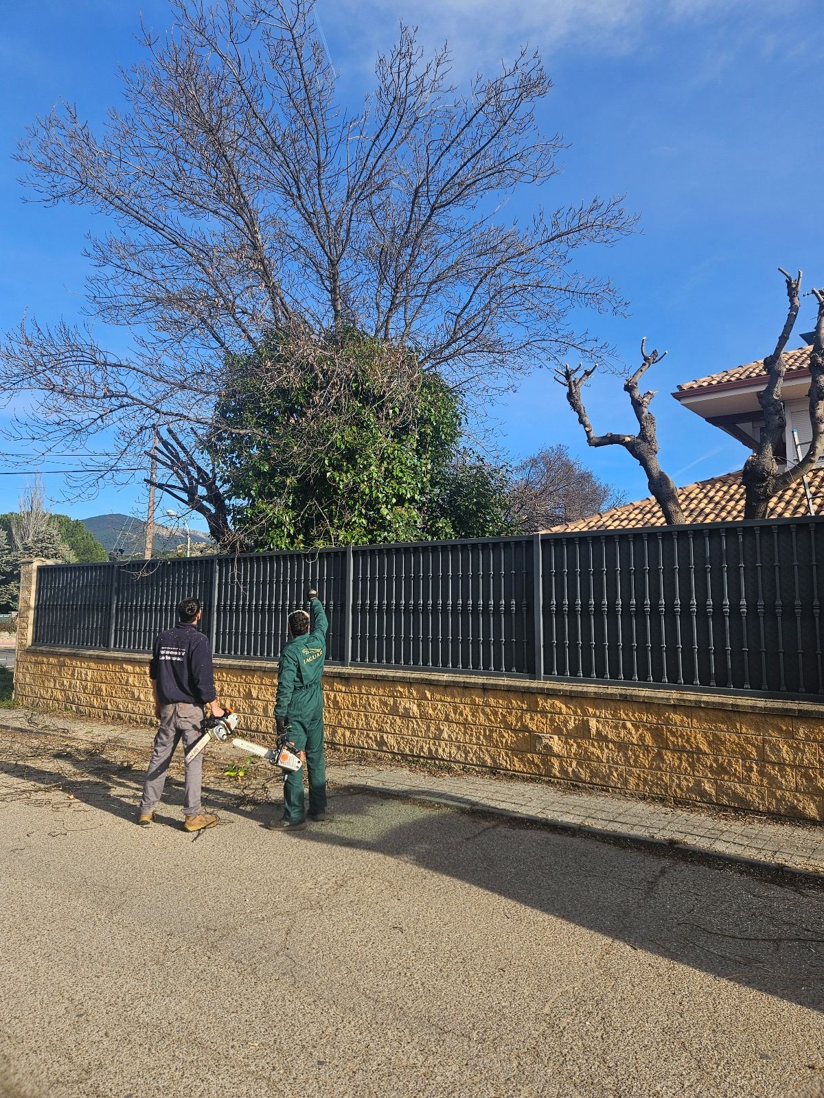 Un hombre está cortando un árbol con una motosierra delante de una valla.