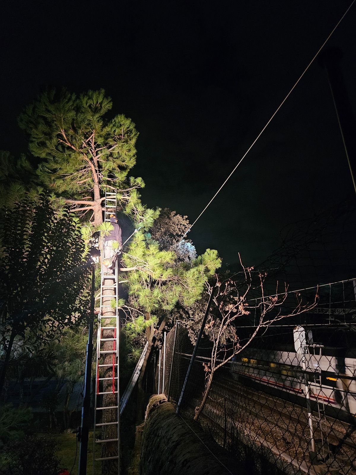 Un hombre en una escalera está cortando un árbol por la noche.