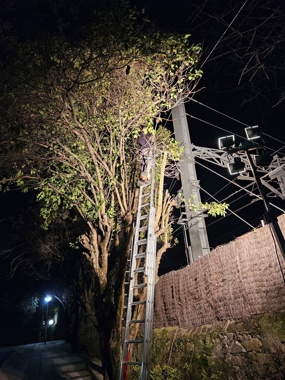 Un hombre está parado en una escalera al lado de un árbol por la noche.