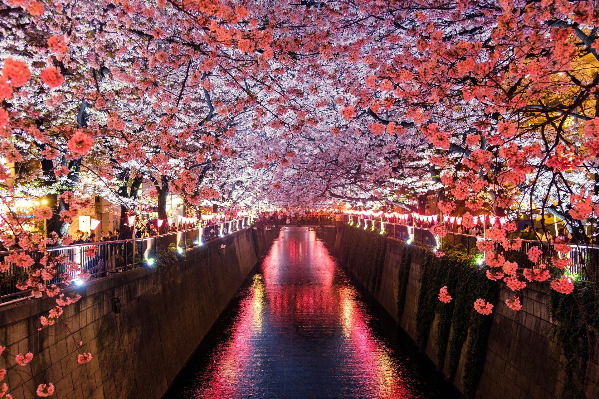 Cerezos en flor en Japón
