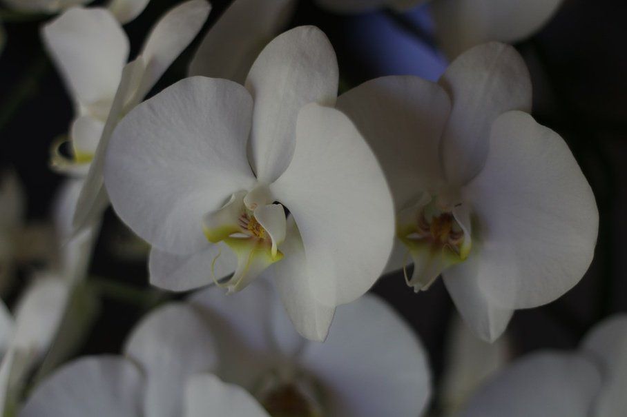 Des orchidées avec Eurofleurs à Briançon dans les Hautes-Alpes
