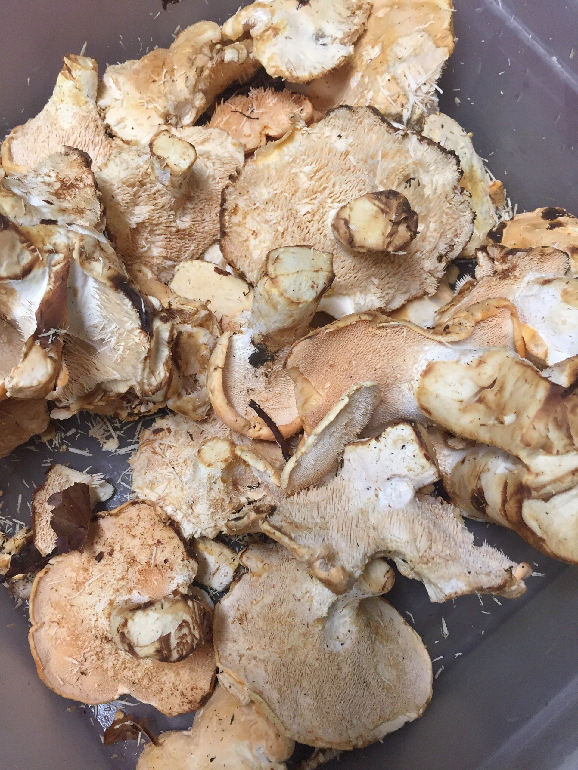 Champignons en cours de préparation