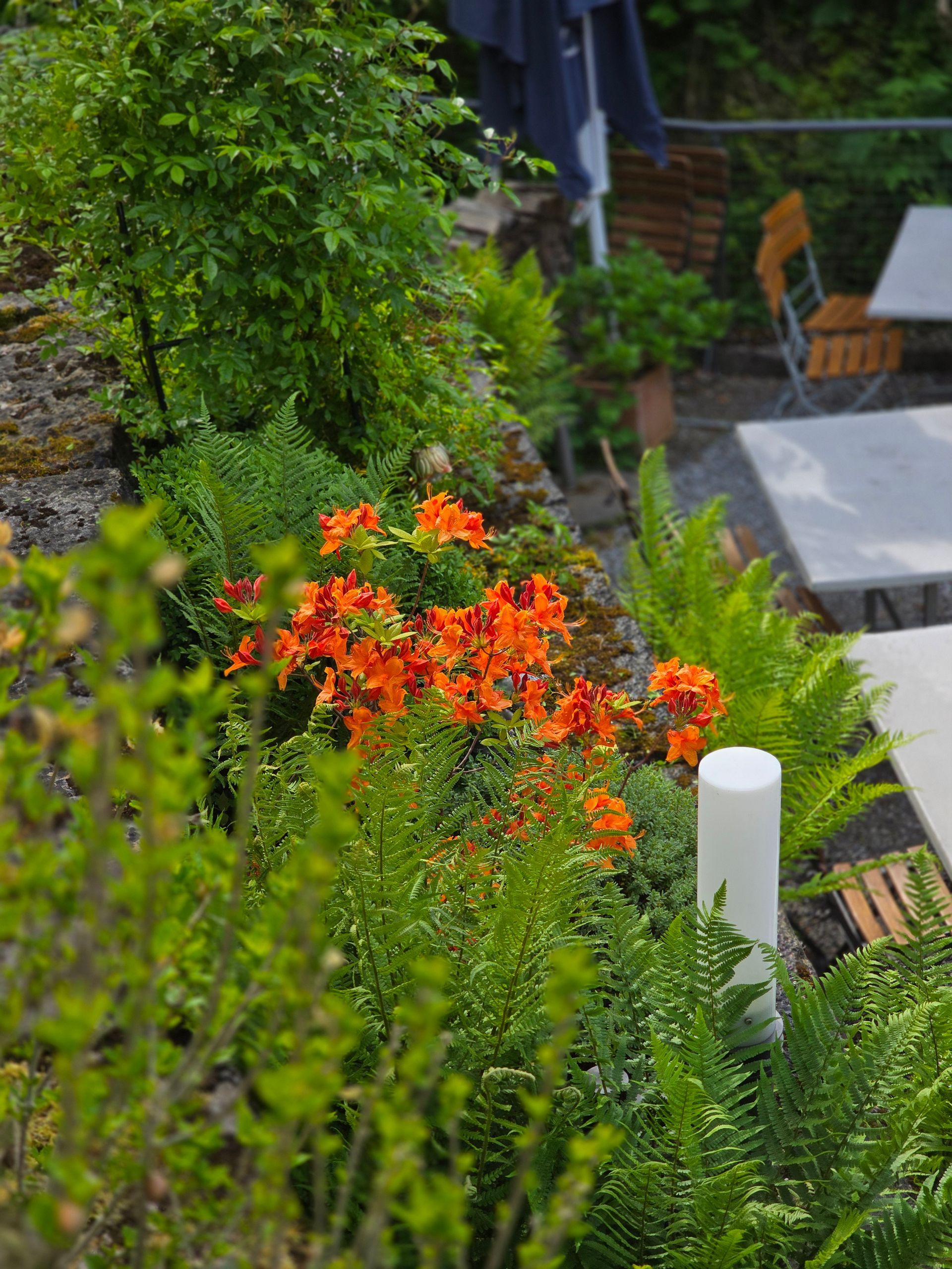 Orangefarbene Lilien blühen in einem Garten am Hang, in der Nähe von Café-Tischen im Freien.