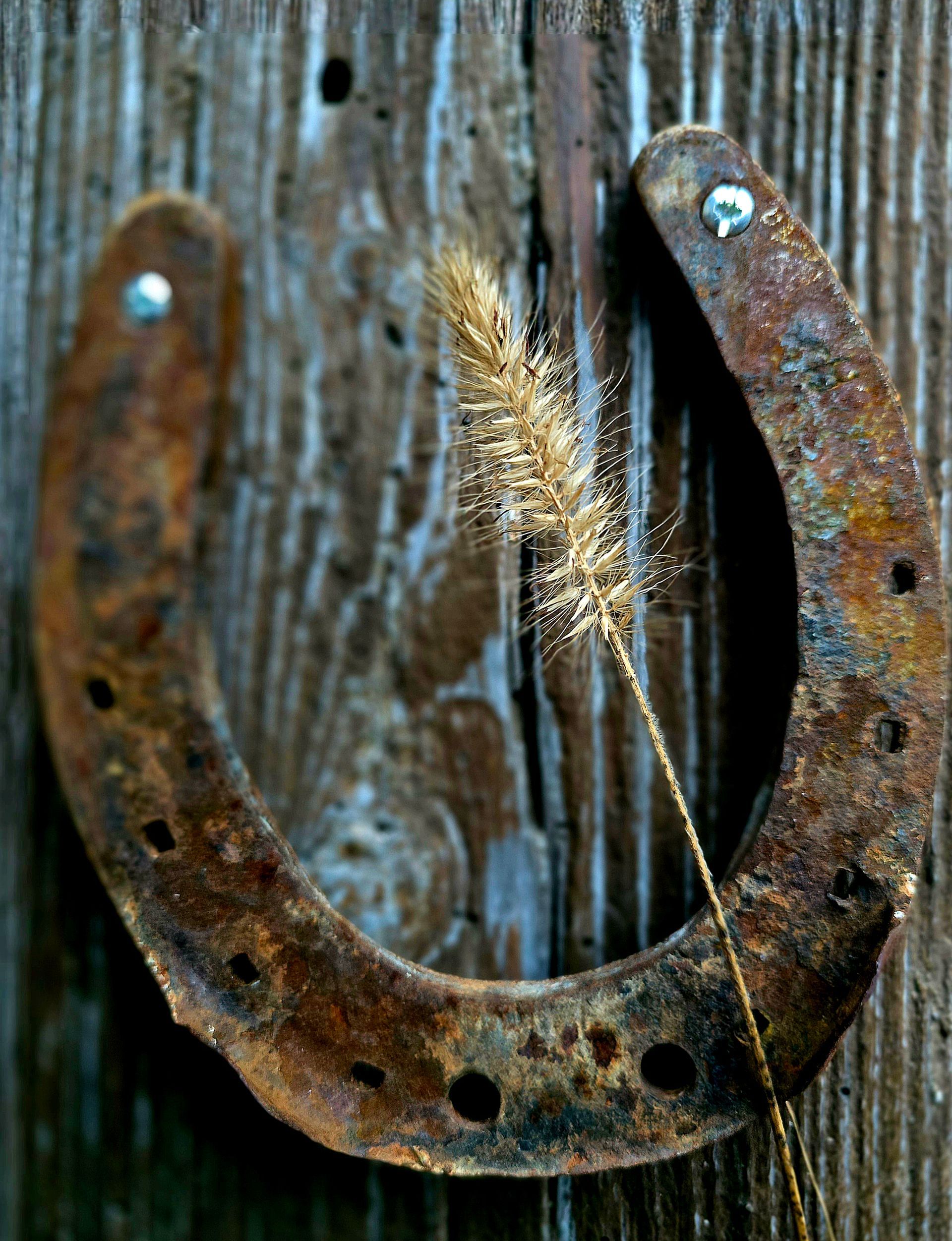 Rostiges Hufeisen, an verwittertes Holz genagelt, mit einem Halm aus trockenem Gras.