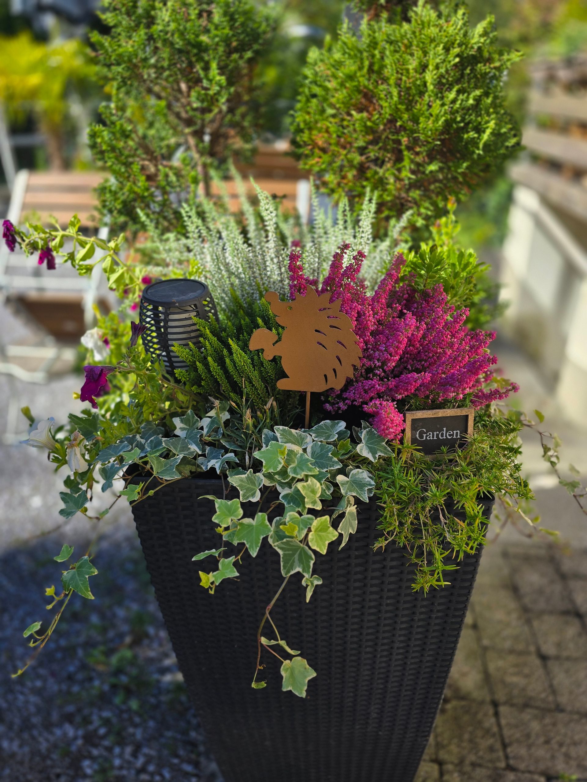 Schwarzer Übertopf mit verschiedenen Pflanzen, darunter Efeu, lila Heidekraut und einer kleinen Metalldekoration.