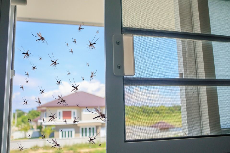 Insektenschutz Fenster