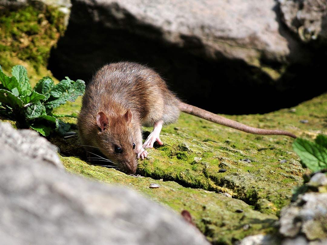 Rat brun sur une pierre