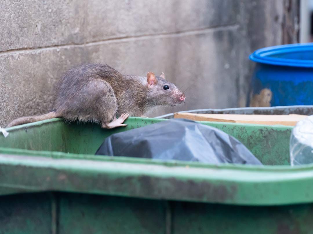 Rat gris sur une poubelle