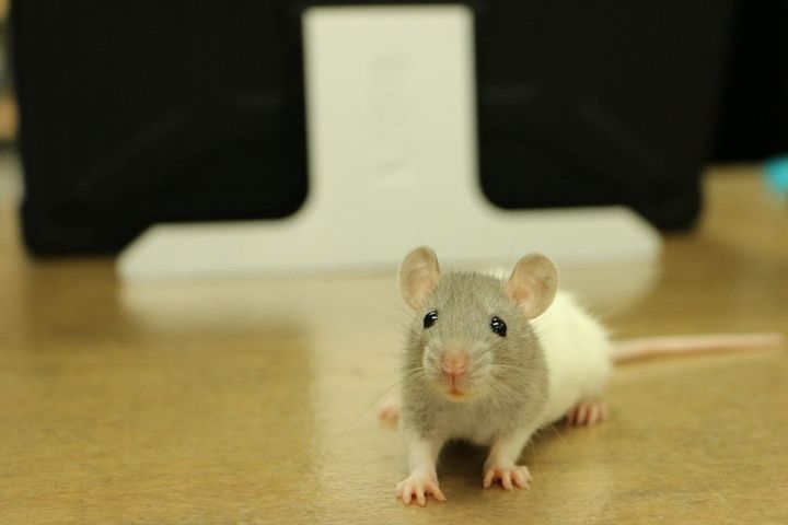 Une souris grise et blanche
