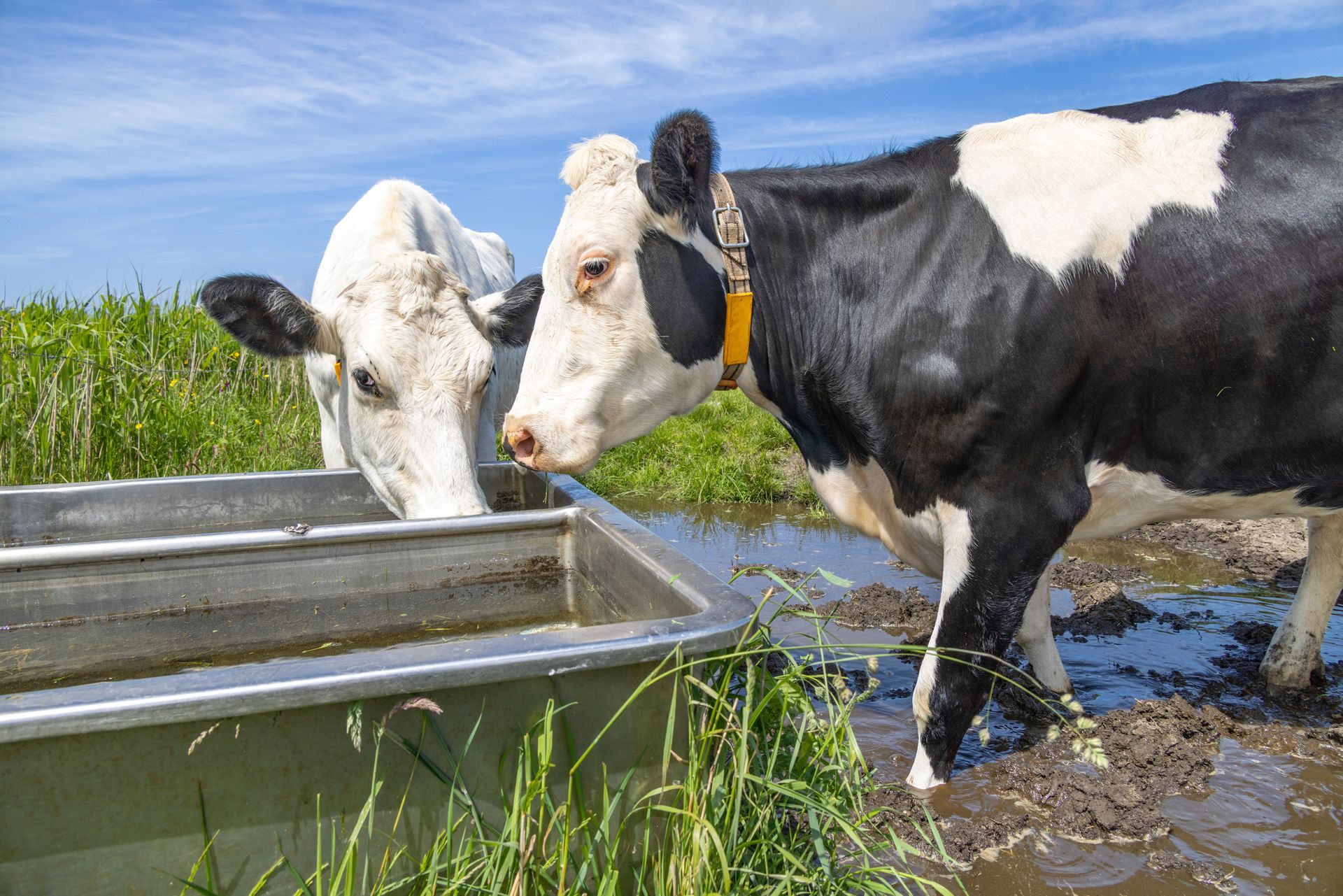 Abreuvoir pour agriculteurs