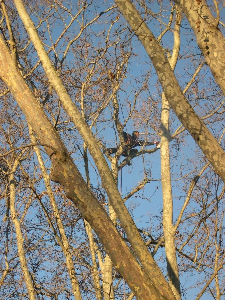 Une personne dans un arbre parmi des branches dénudées sur fond de ciel bleu
