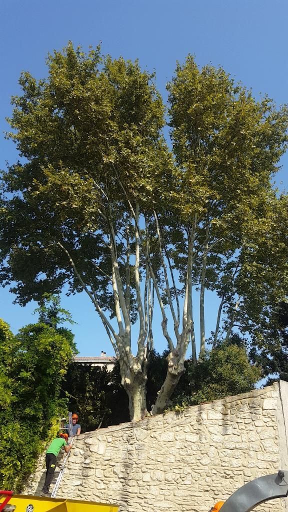 Un grand arbre près d'un muret de pierre sous un ciel bleu azur, une personne sur une échelle à proximité.