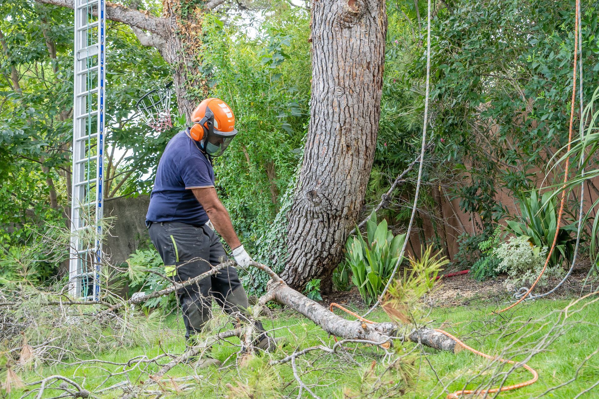 Un ouvrier portant un casque orange coupe une branche d'arbre près d'un gros tronc dans une zone boisée.