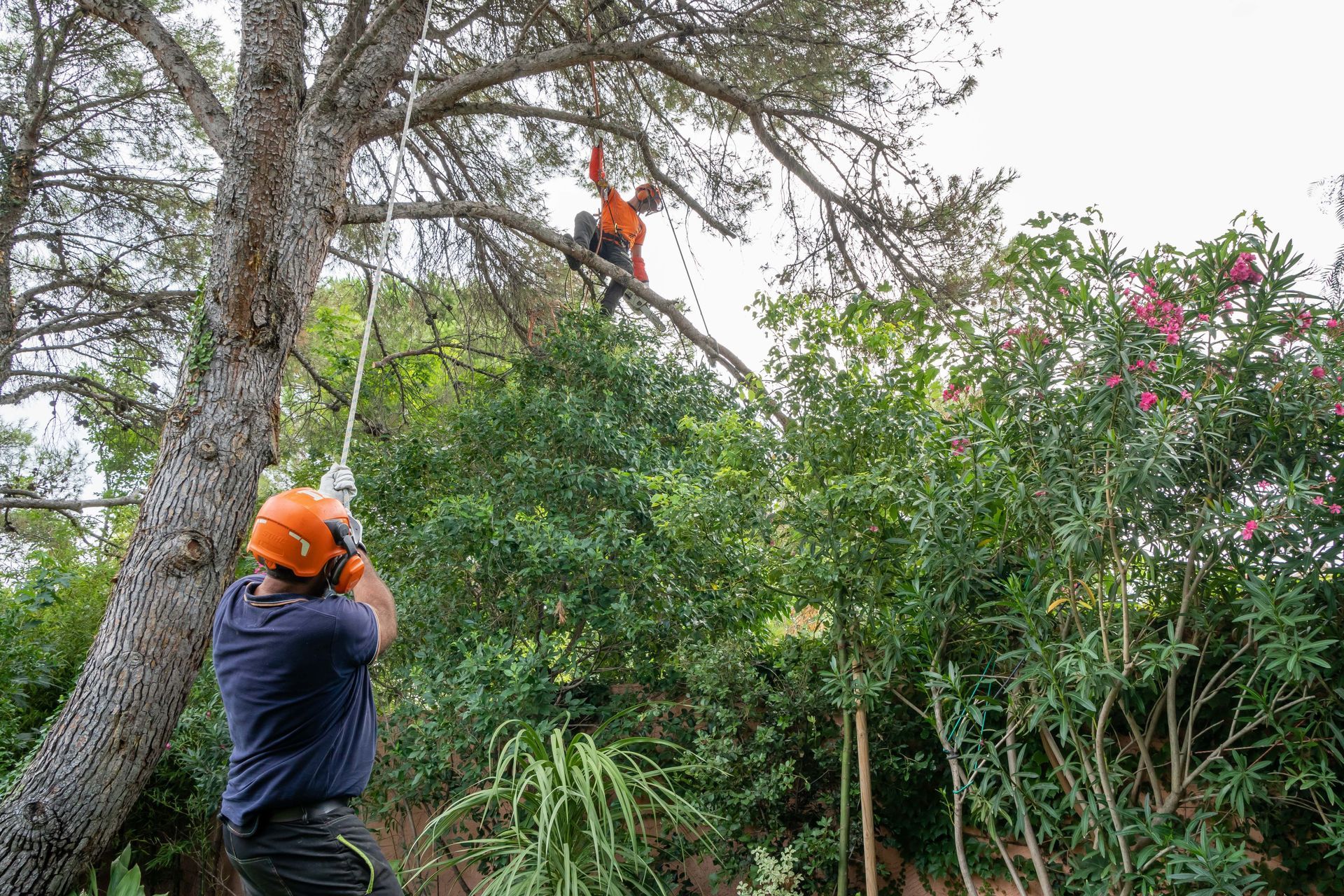 Deux ouvriers portant des casques orange taillent une branche d'arbre avec des cordes dans un jardin dense.