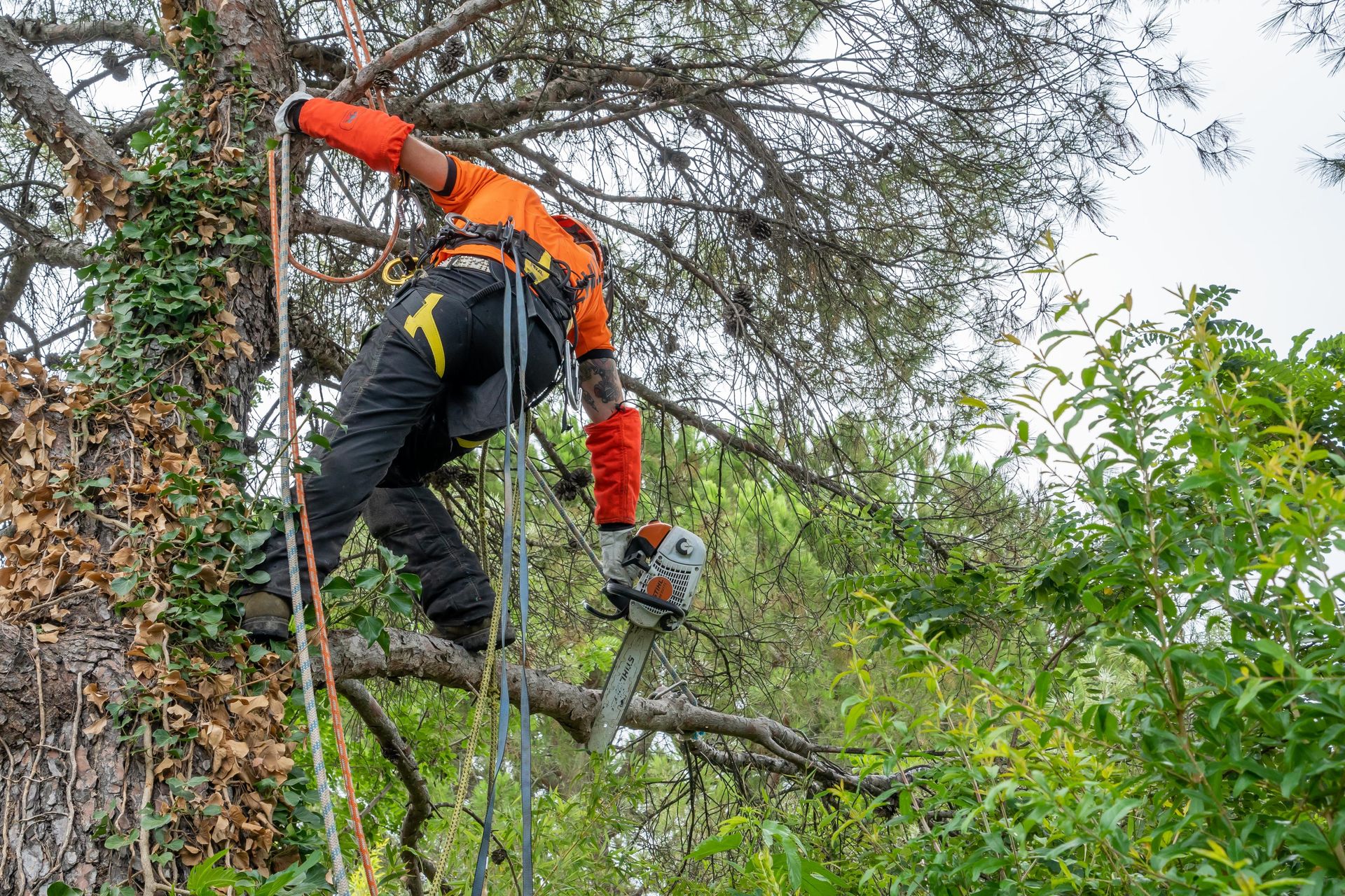 Un ouvrier en tenue de sécurité orange élague les branches d'un arbre à la tronçonneuse.