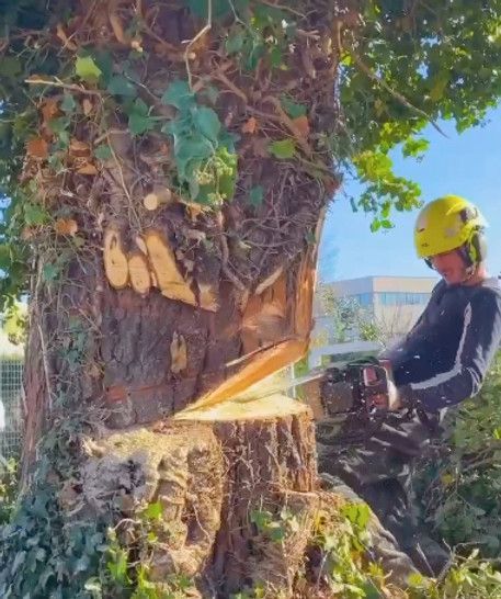Un ouvrier portant un casque jaune coupe un gros tronc d'arbre à la tronçonneuse en extérieur.