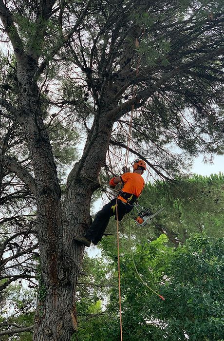 Arboriste vêtu d'orange grimpant à un grand arbre à l'aide de cordes et d'équipement de sécurité.