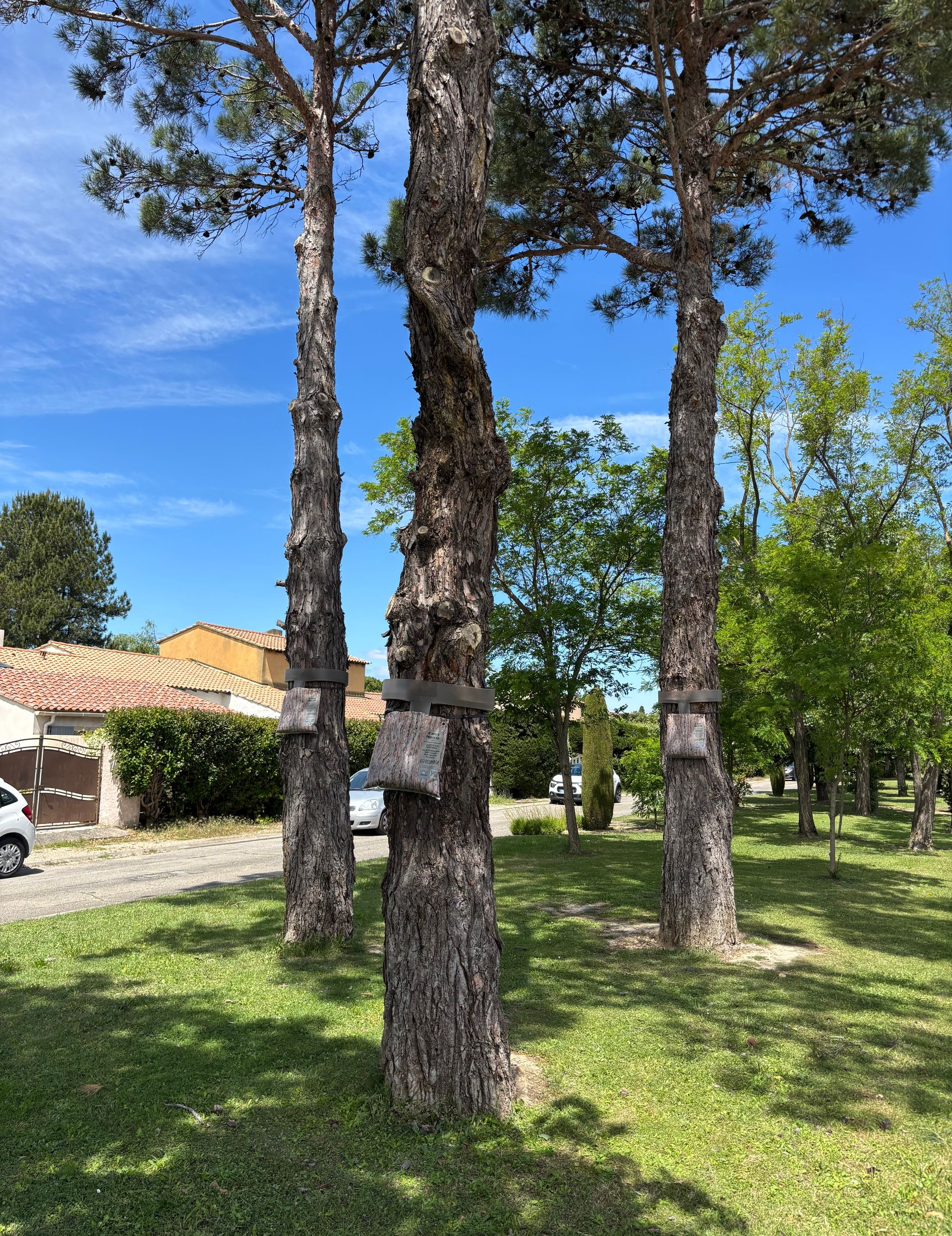De grands arbres dans une cour ensoleillée, à côté d'une maison, sous un ciel bleu et sur une pelouse verte.