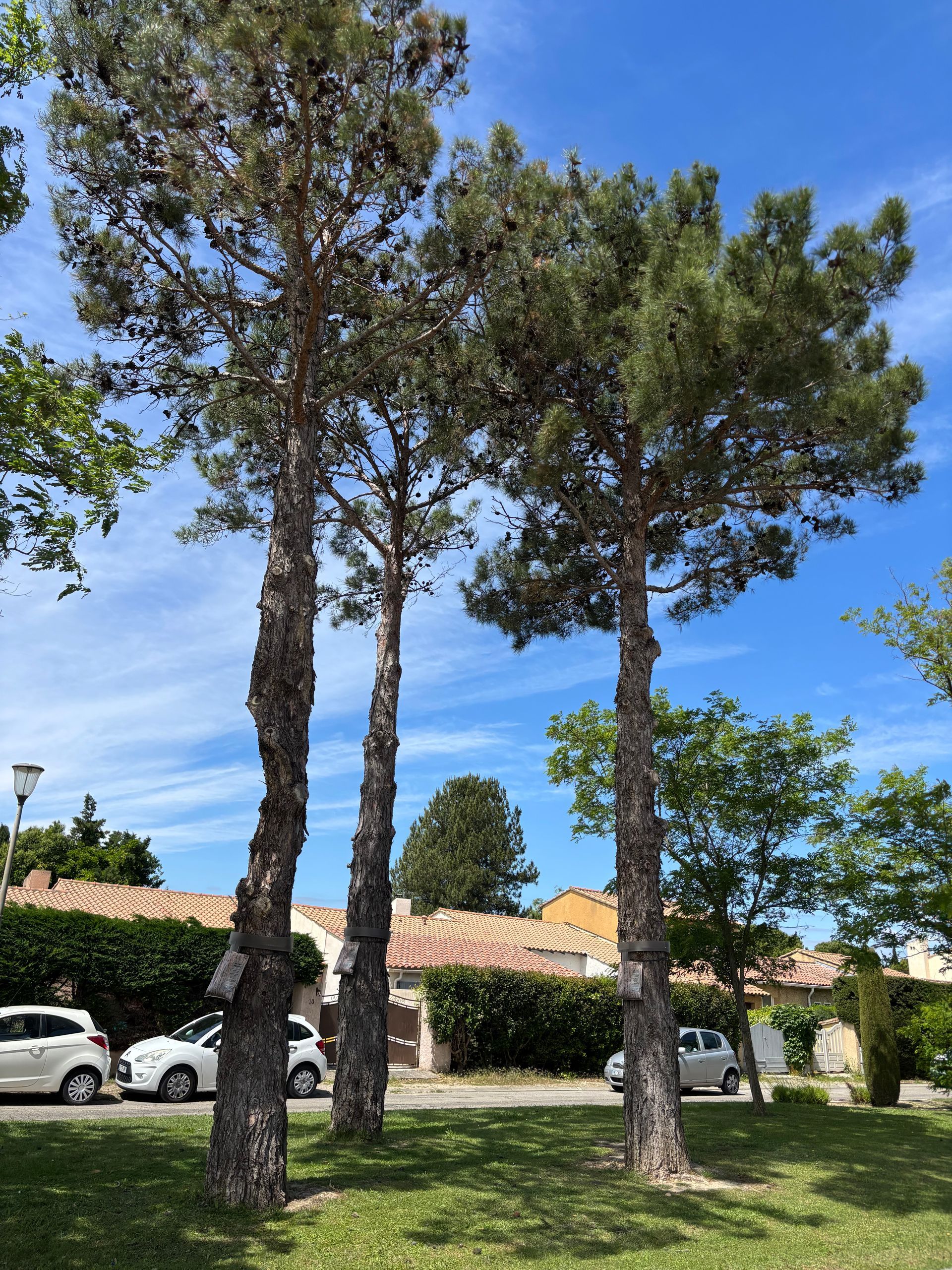 Deux grands pins dans un parc herbeux avec des maisons et des voitures sous un ciel bleu.