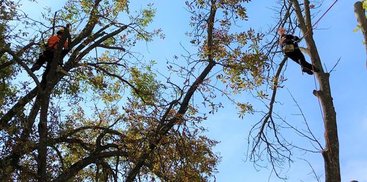 Deux élagueurs sur de hautes branches se détachant sur un ciel bleu, coupant des arbres d'automne.