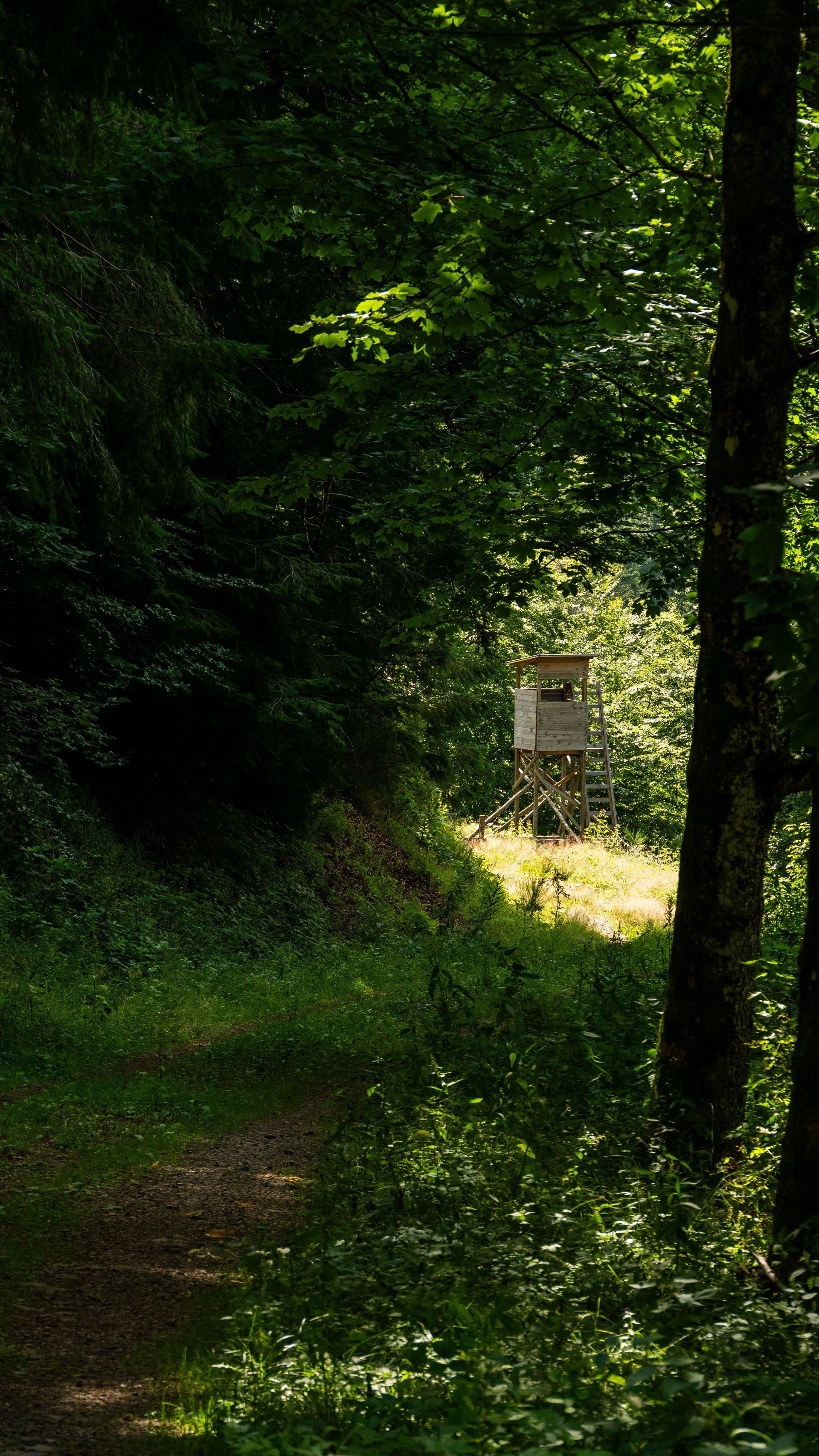 Étroit sentier forestier au cœur d'un bois dense et verdoyant, baigné de soleil, avec un mirador de chasse au loin.