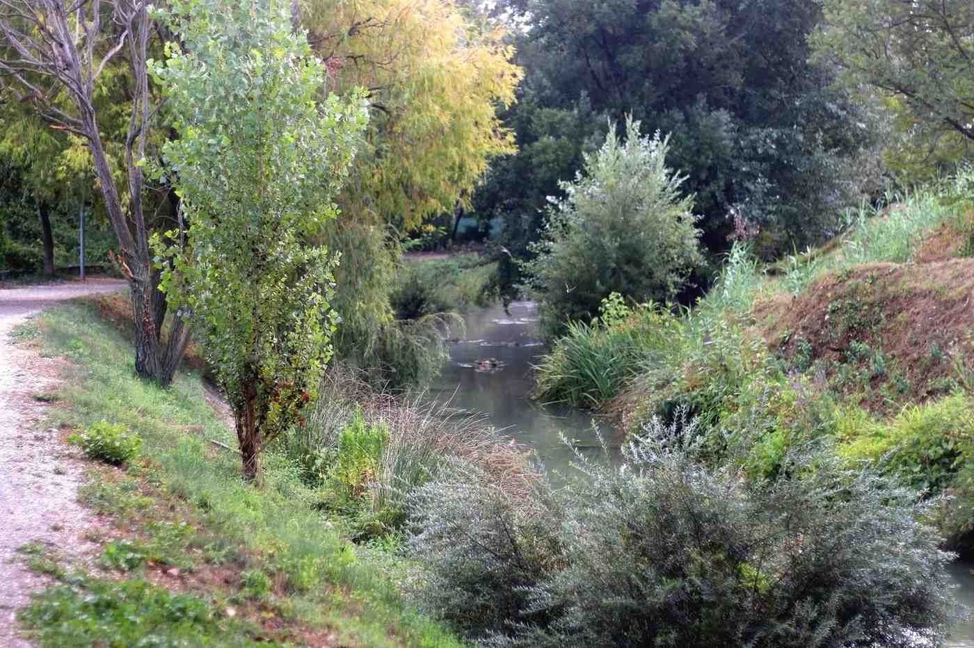 Un pequeño arroyo arbolado bordeado de arbustos y árboles verdes a lo largo de un sendero cubierto de hierba.