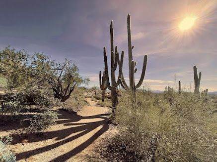 Desert scene with tall cacti, sandy path, and bright sun casting long shadows.