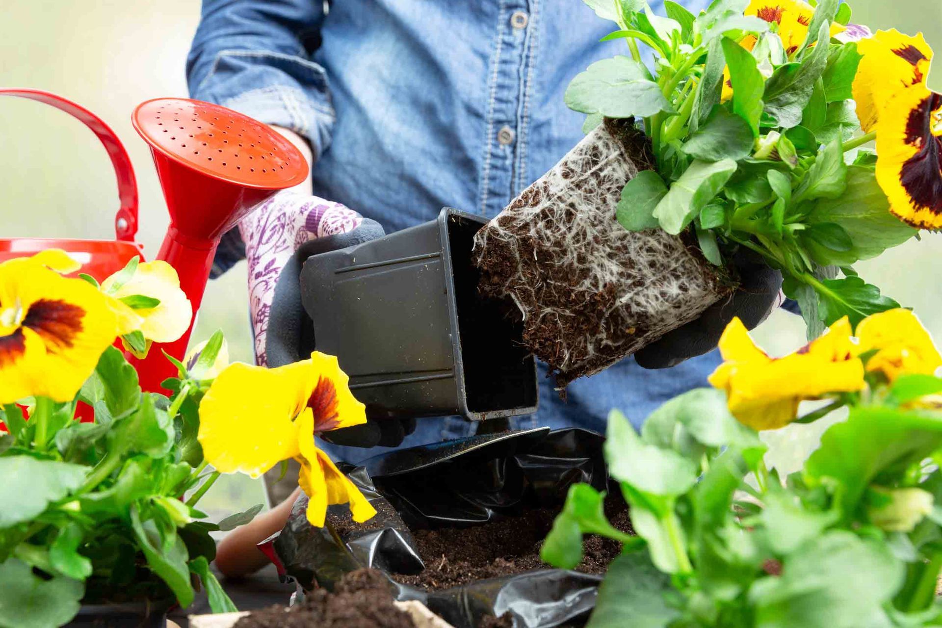 Una persona está plantando flores en un jardín con una regadera en el fondo.