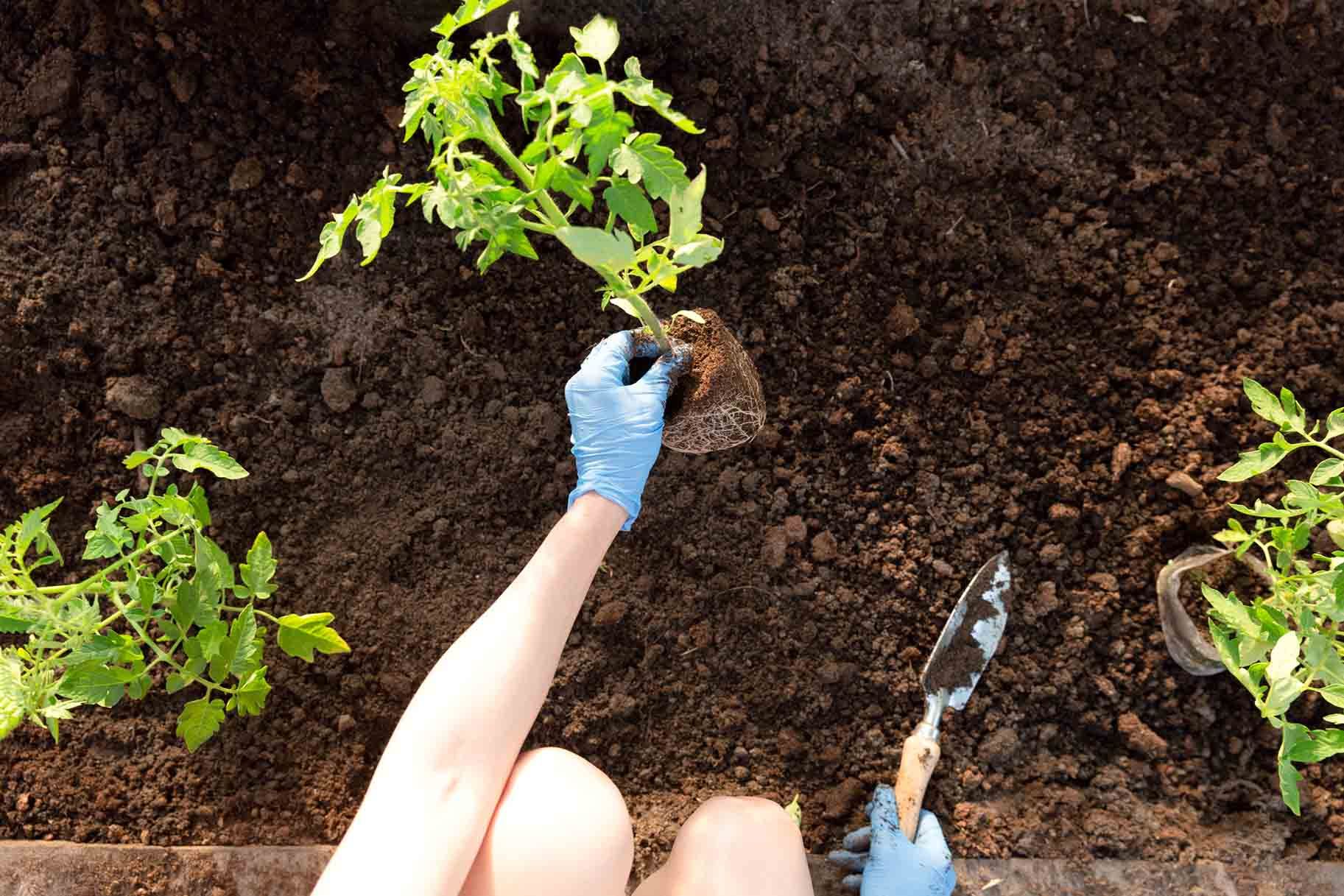 Una persona está plantando una planta en el suelo.