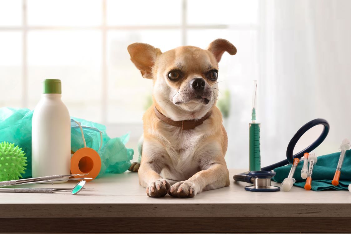 Un perro pequeño está acostado en una mesa al lado de un estetoscopio.