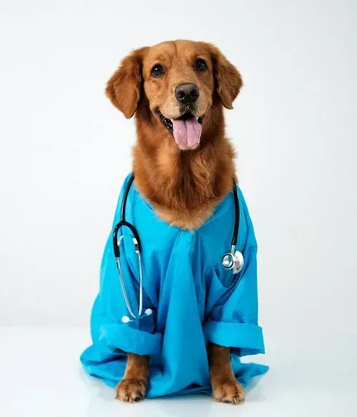 Un perro lleva un uniforme azul con un estetoscopio alrededor del cuello.