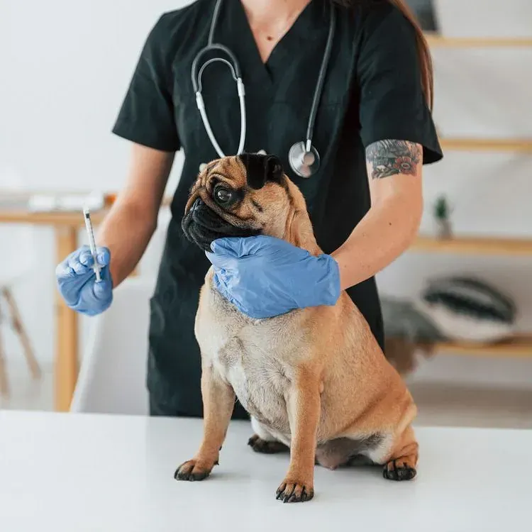 Una veterinaria sostiene una jeringa al lado de un perro carlino.