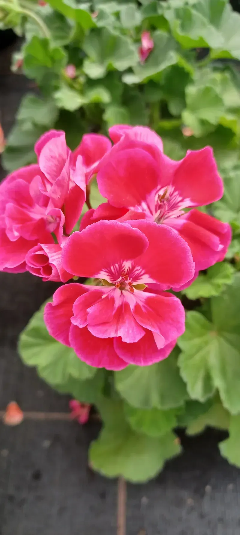 Pinke Veilchen im garten