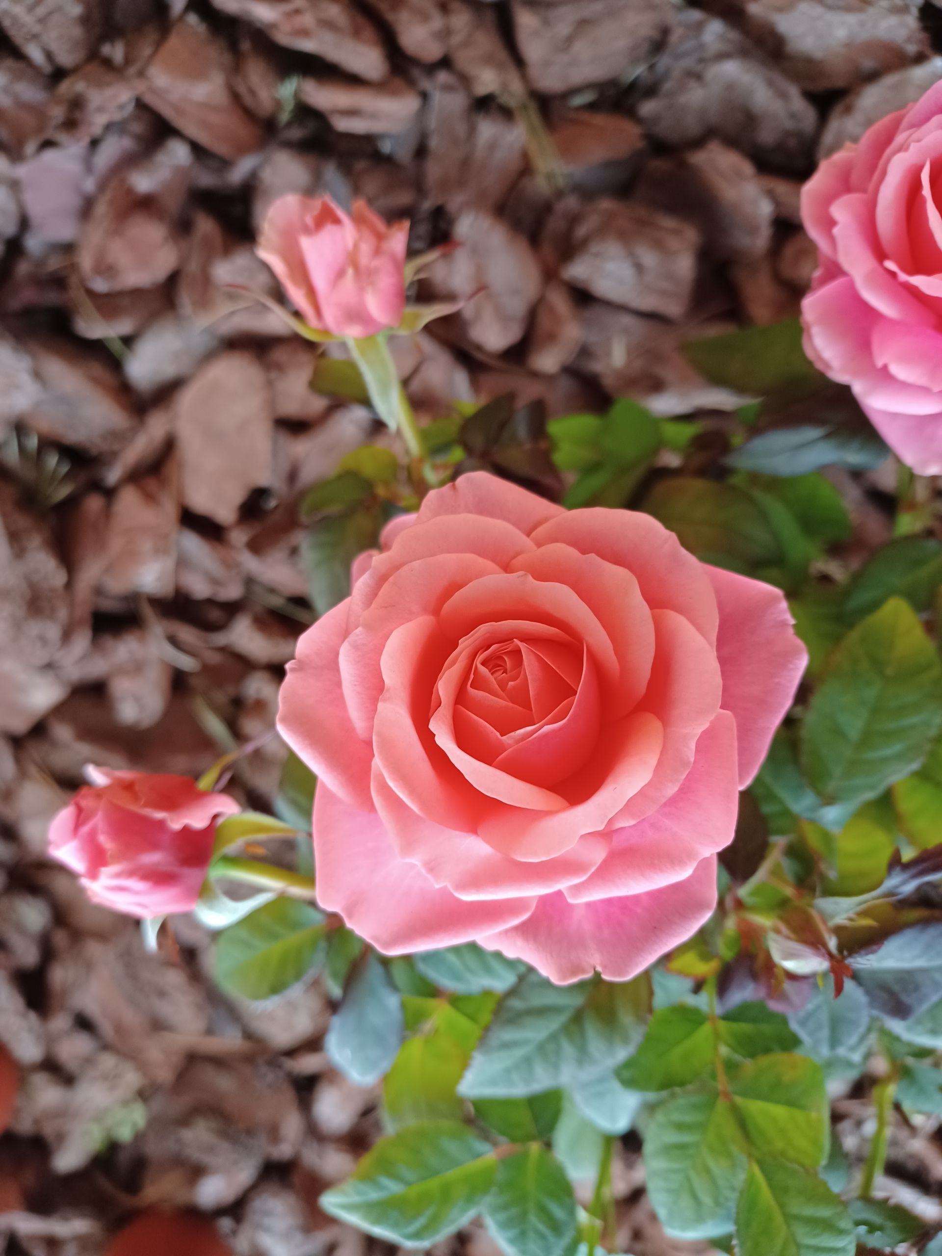 Eine Rose im Garten