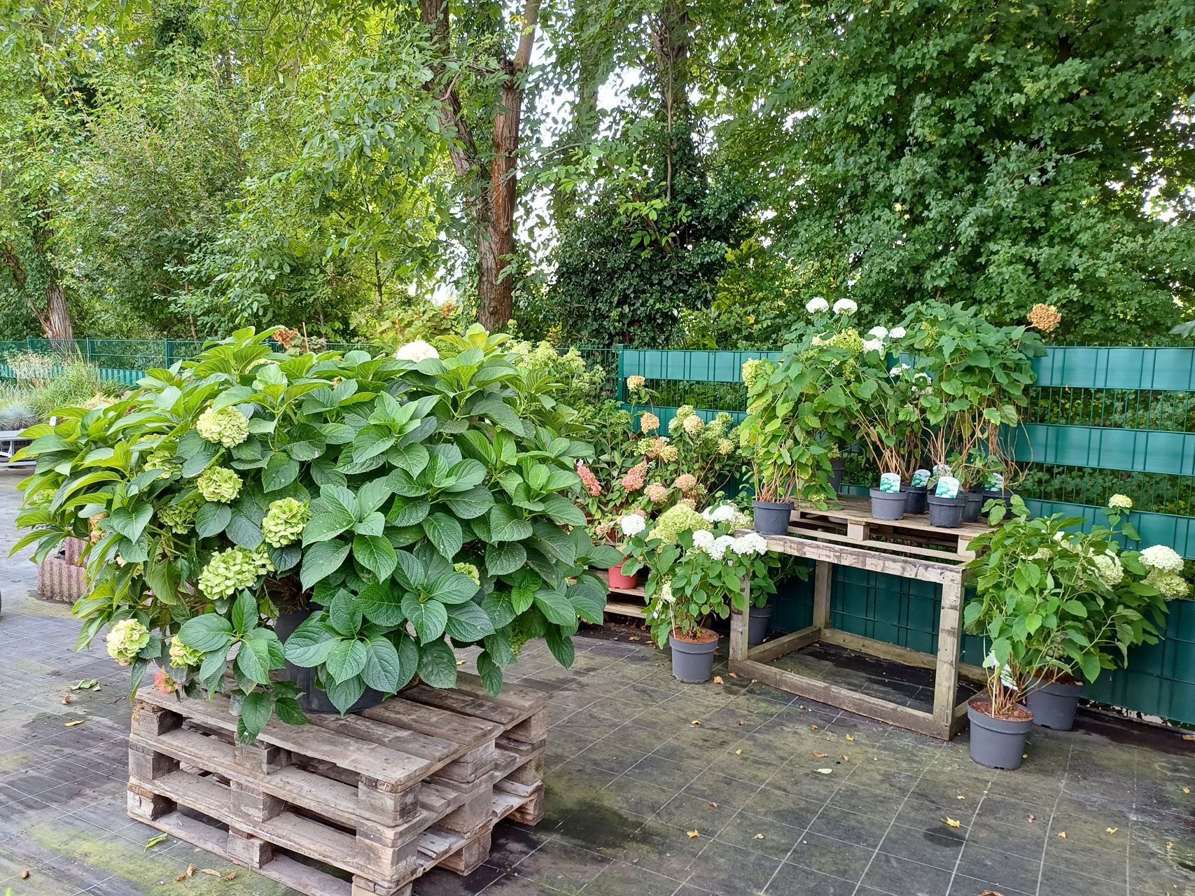 Gärtnerei von Innen mit Blumen