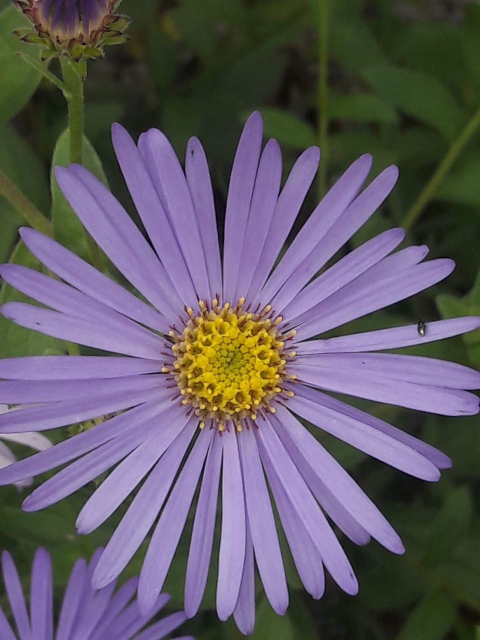 Blumen für den Garten lila Blüte