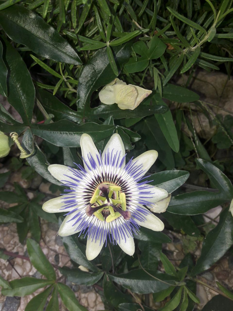 Blumen für den Garten