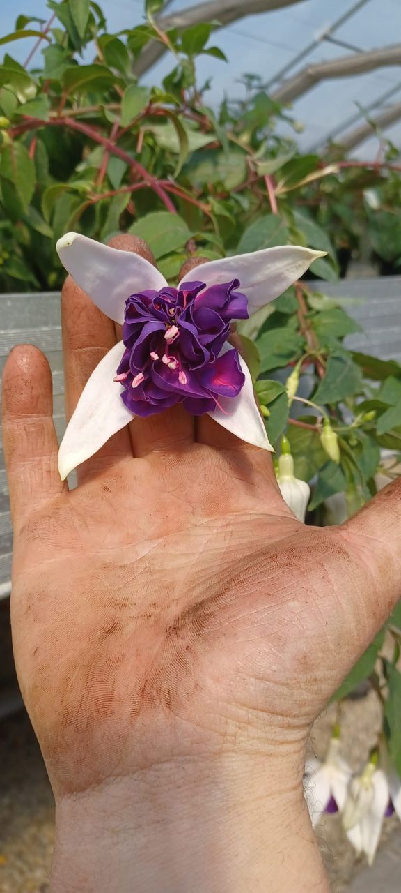 Blumen für den Garten