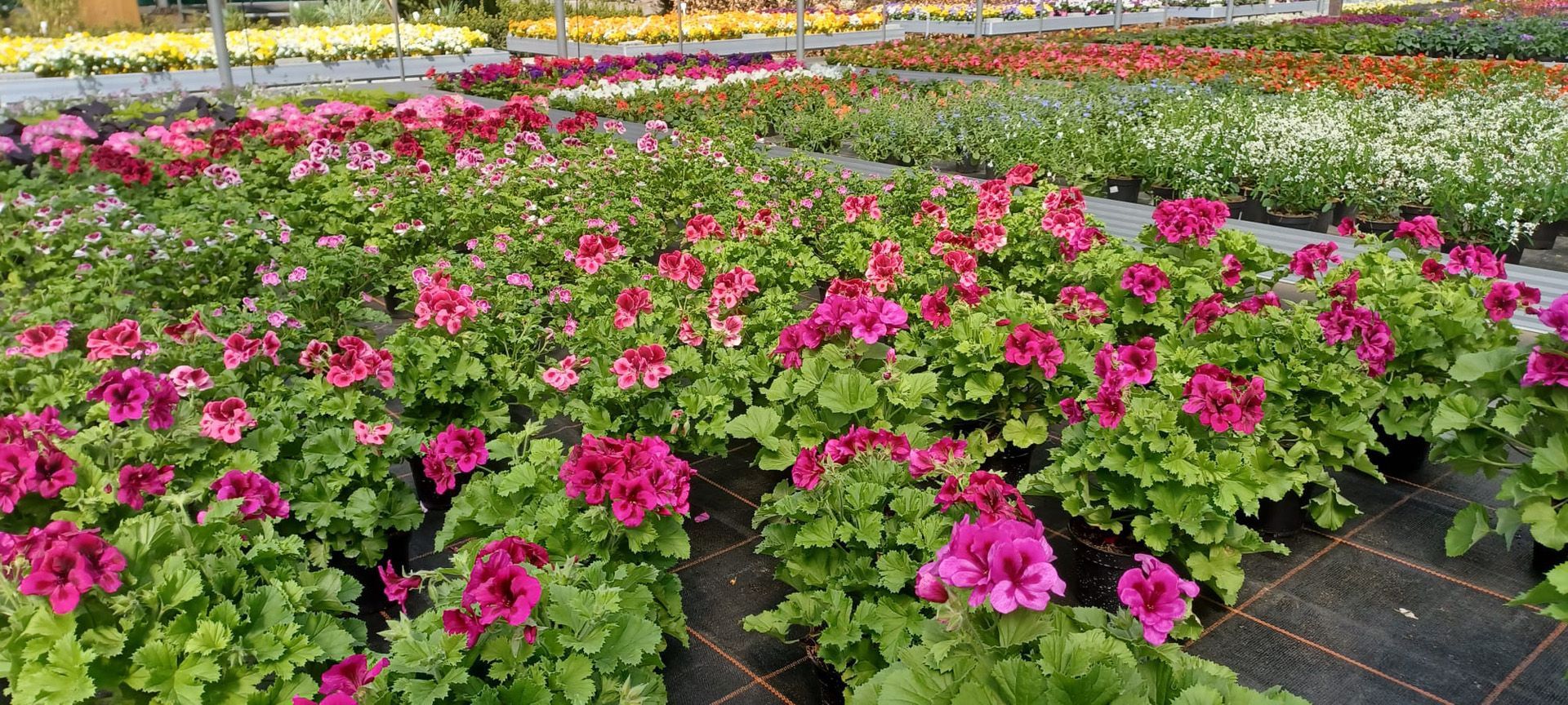 Gärtnerei Blumen