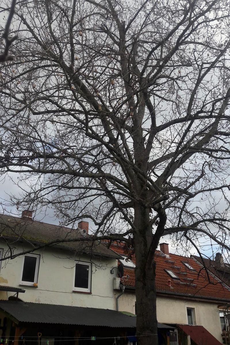 Baumfällung