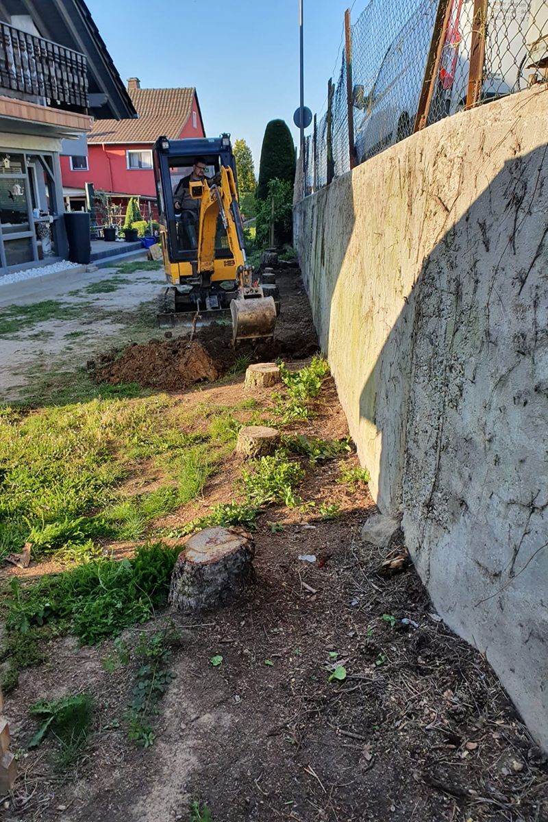 Gefällter Bäume an einer Mauer