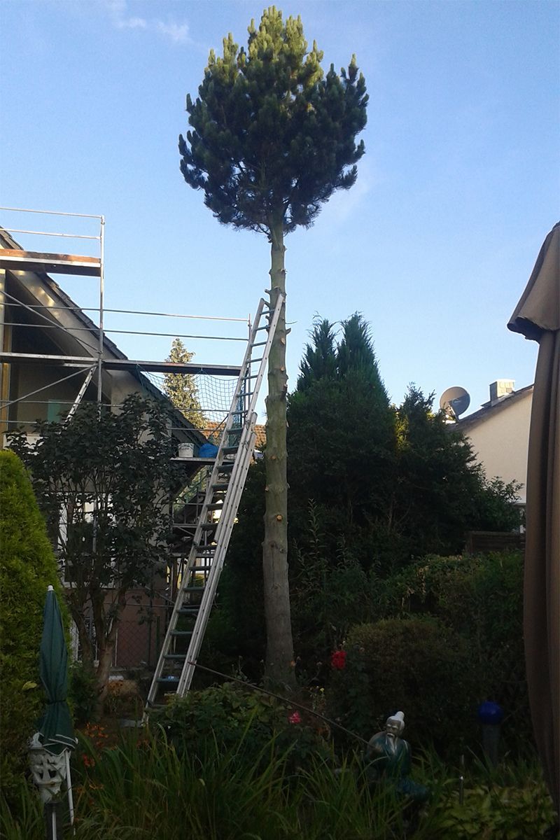 Gerüst am Baum