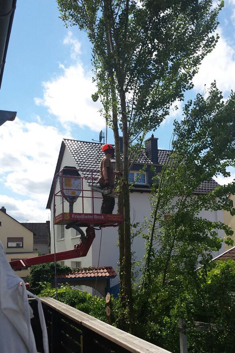 Arbeiter pflegt Baum