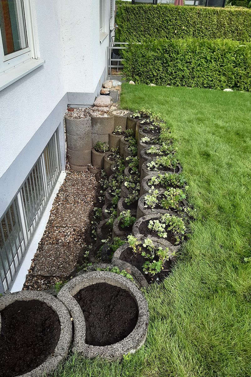 Vorgarten Steinblumen
