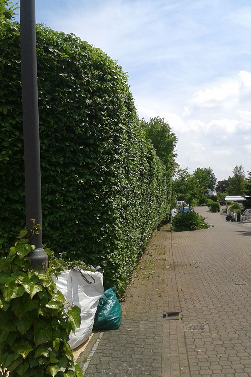 Heckenbeschnitt