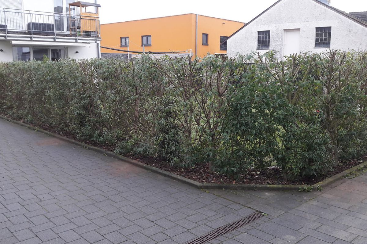 Heckenbeschnitt