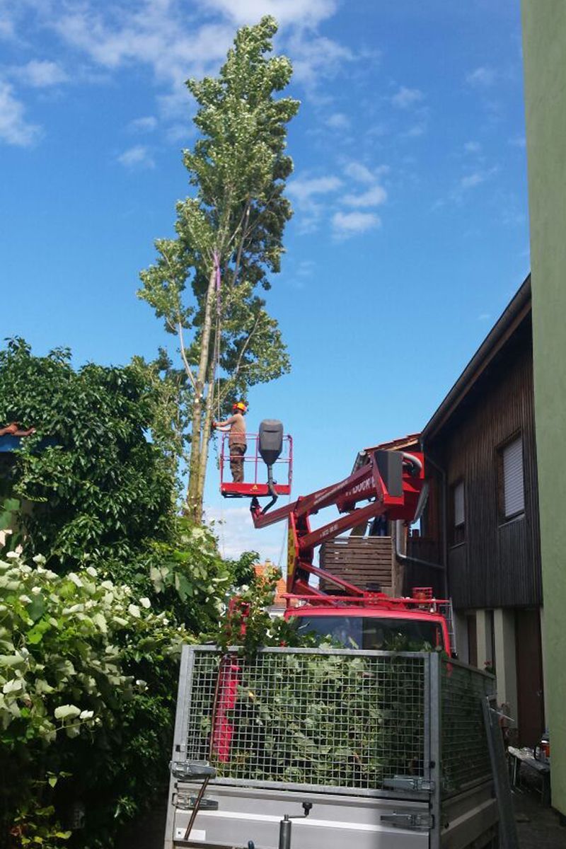 Baum Beschnitt neben Haus