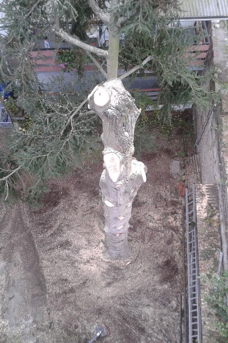 Baum Beschnitt